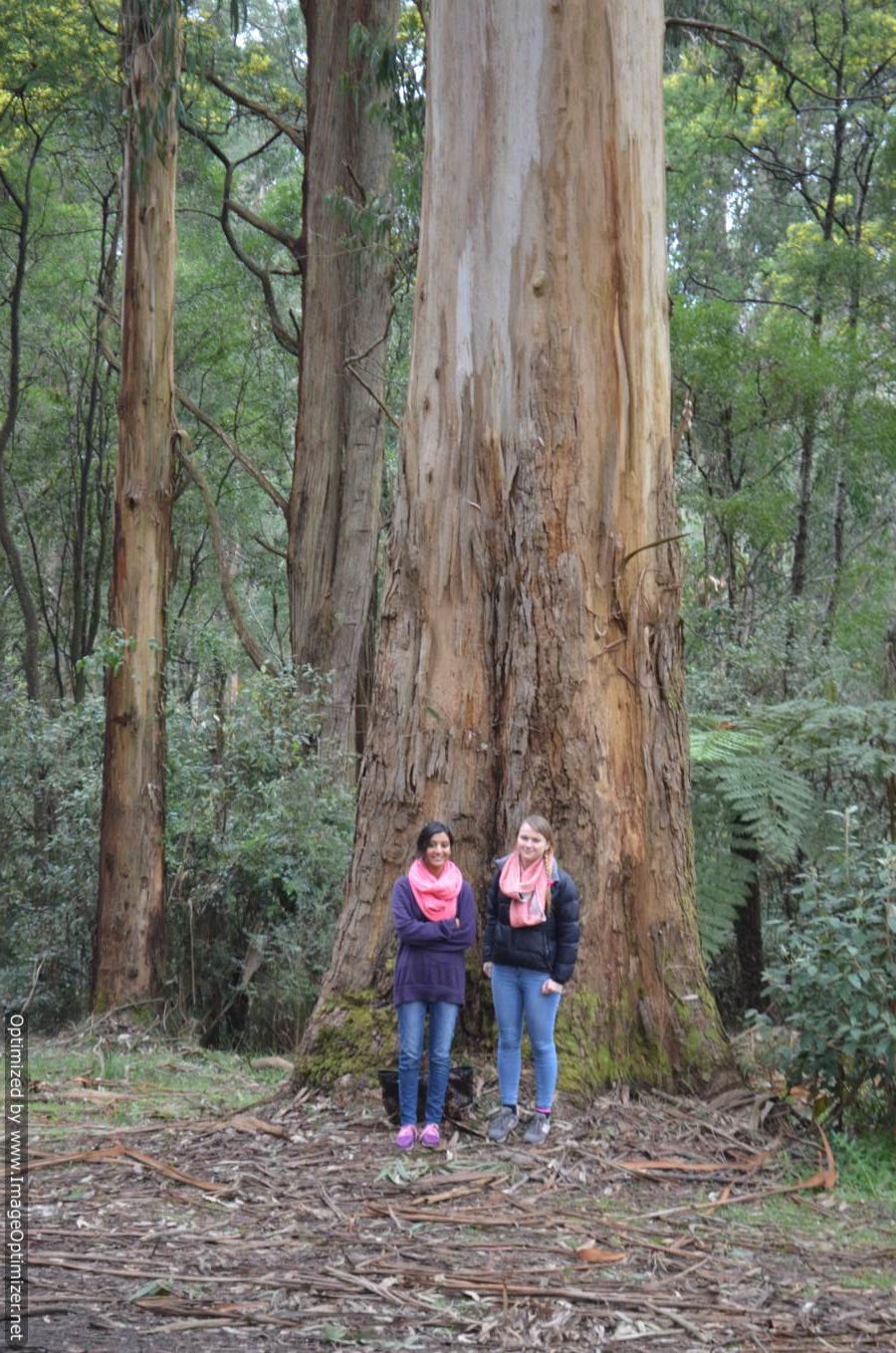 Photo of Melbourne – The kangaroo land 14/16 by Sneha Vashist