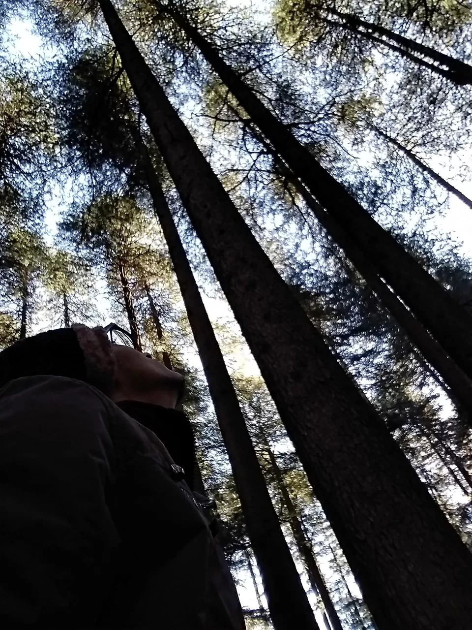 Photo of Van Vihar, Manali, Himachal Pradesh by Ravi Ranjan Ojha