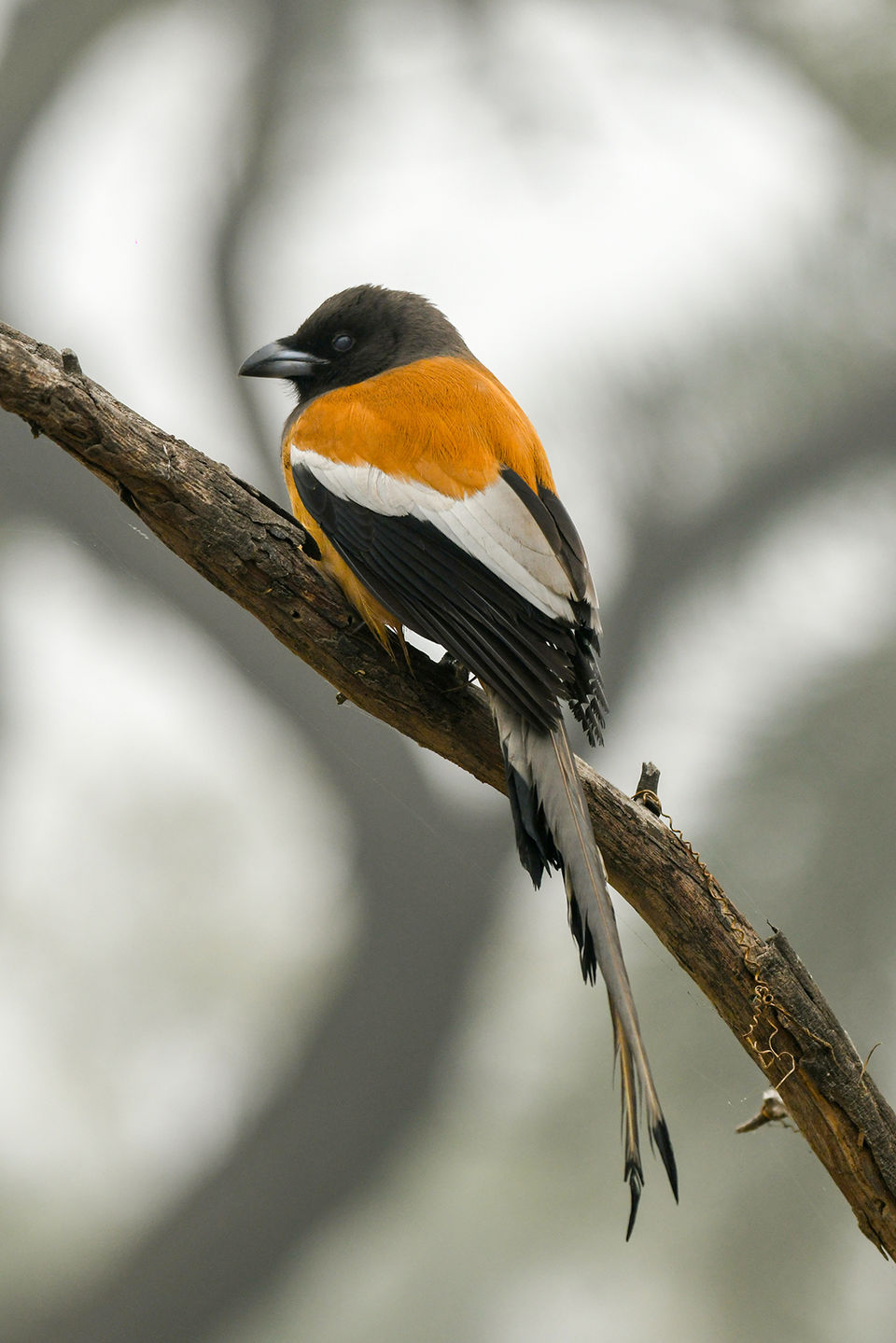 Photo of Photo tour: A Day trip to Bharatpur Bird Sanctuary 6/9 by Amir Hasan
