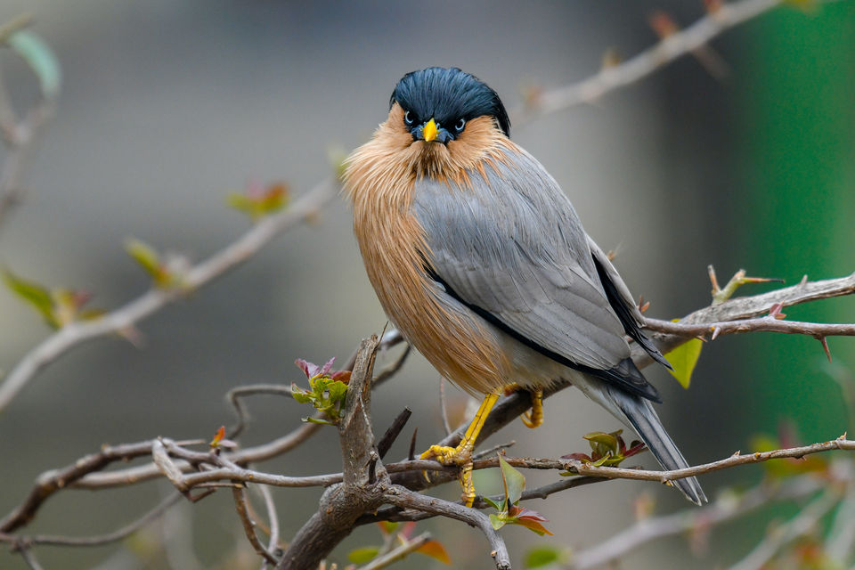 Photo of Photo tour: A Day trip to Bharatpur Bird Sanctuary 7/9 by Amir Hasan