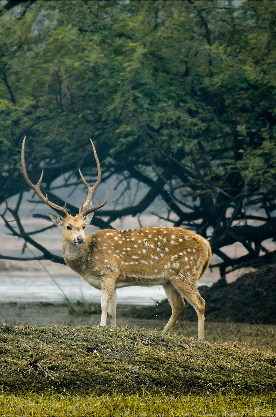 Photo of Photo tour: A Day trip to Bharatpur Bird Sanctuary 9/9 by Amir Hasan