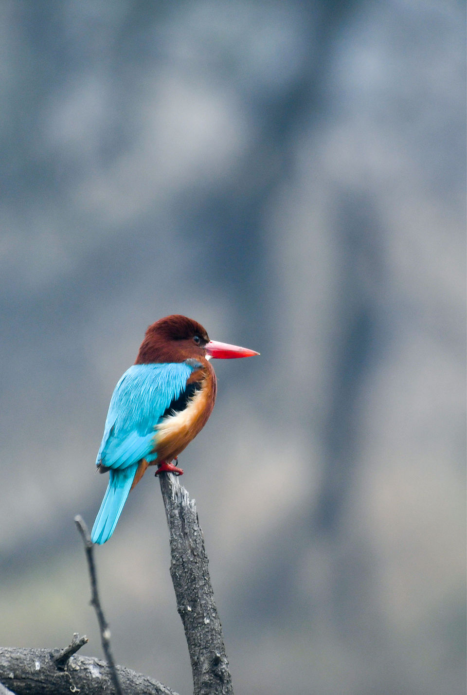 Photo of Photo tour: A Day trip to Bharatpur Bird Sanctuary 8/9 by Amir Hasan