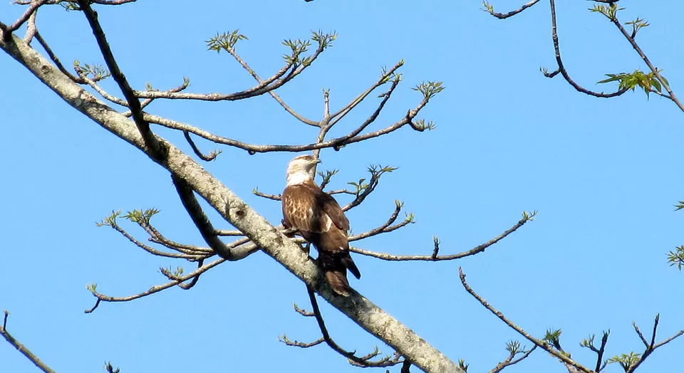 Photo of Manas National Park, Gobardhana, Assam, India by Pranjal Baruah