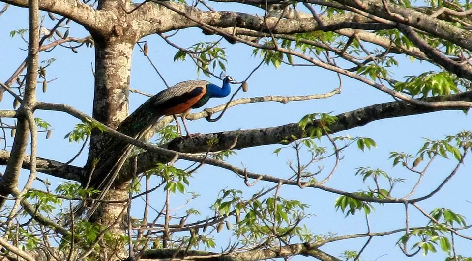 Photo of Manas National Park, Gobardhana, Assam, India by Pranjal Baruah