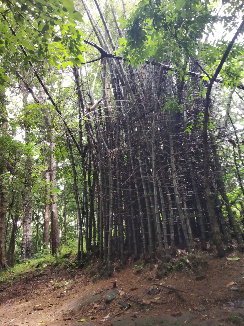 Photo of "IN SEARCH OF LOVE TOWARDS NATURE WITH KERALA : THRISSUR; ATHIRAPILLY; KOZHIKODE:. by Nomadic Raheem