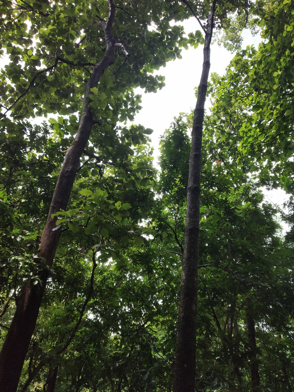 Photo of "IN SEARCH OF LOVE TOWARDS NATURE WITH KERALA : THRISSUR; ATHIRAPILLY; KOZHIKODE:. by Nomadic Raheem