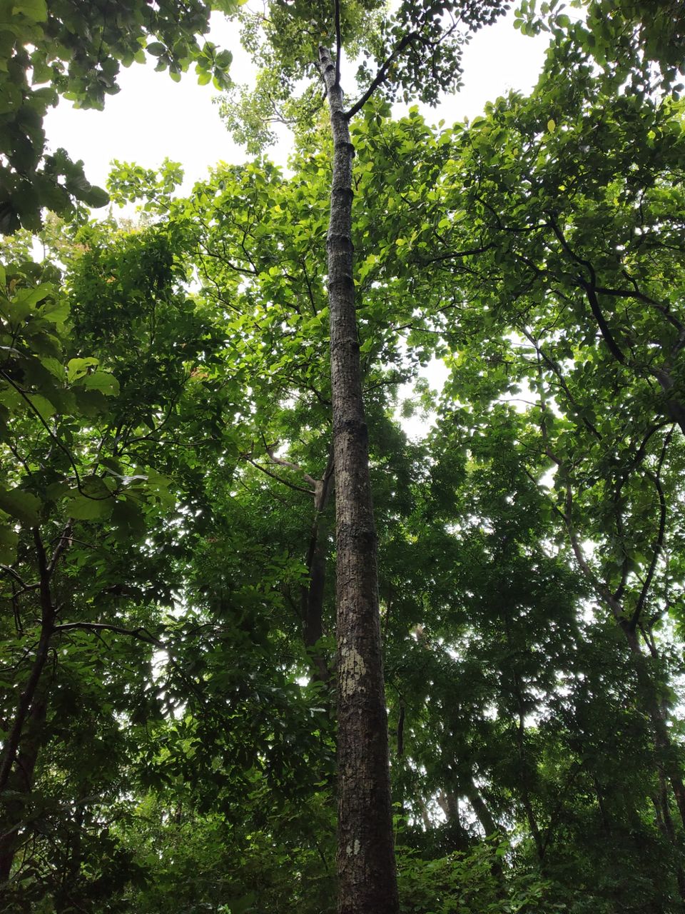 Photo of "IN SEARCH OF LOVE TOWARDS NATURE WITH KERALA : THRISSUR; ATHIRAPILLY; KOZHIKODE:. by Nomadic Raheem