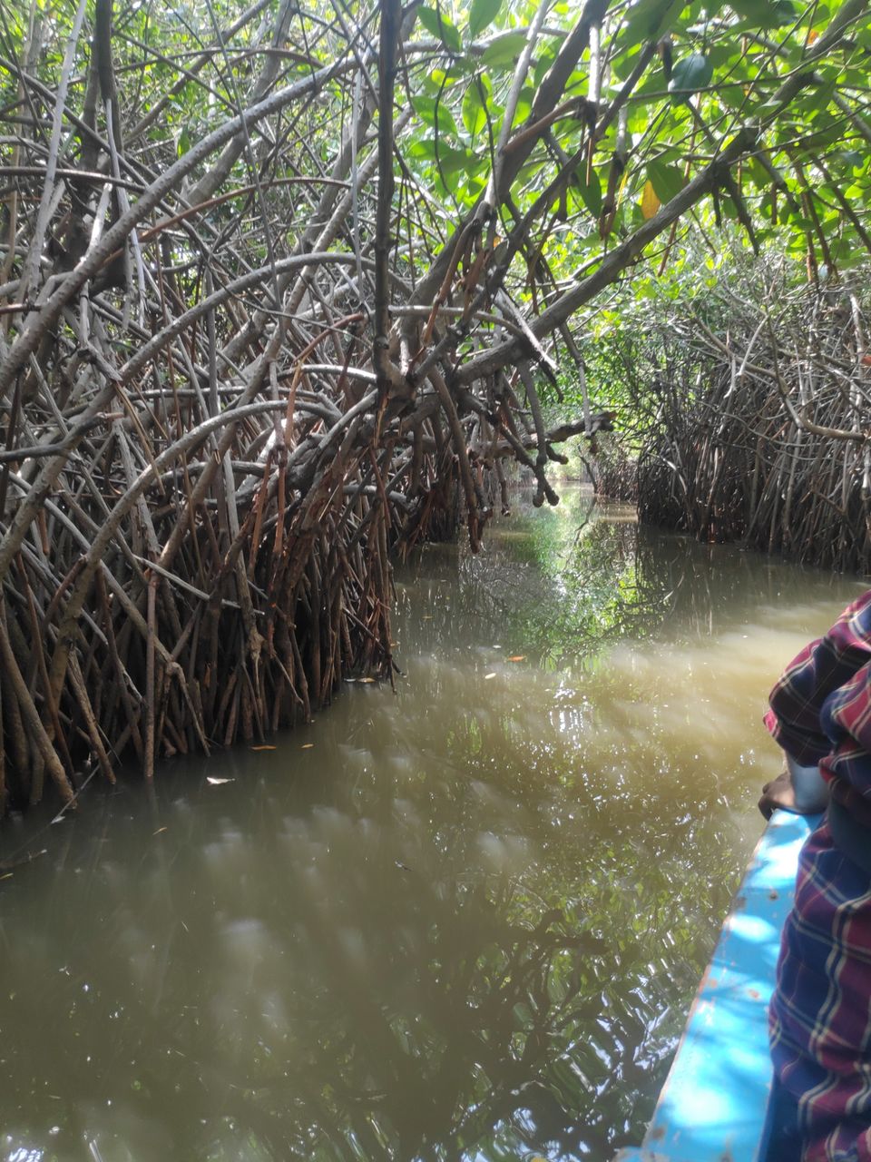 Photo of Pichavaram Mangrove Forest, Pichavaram, Tamil Nadu, India by Sydney Sumanth