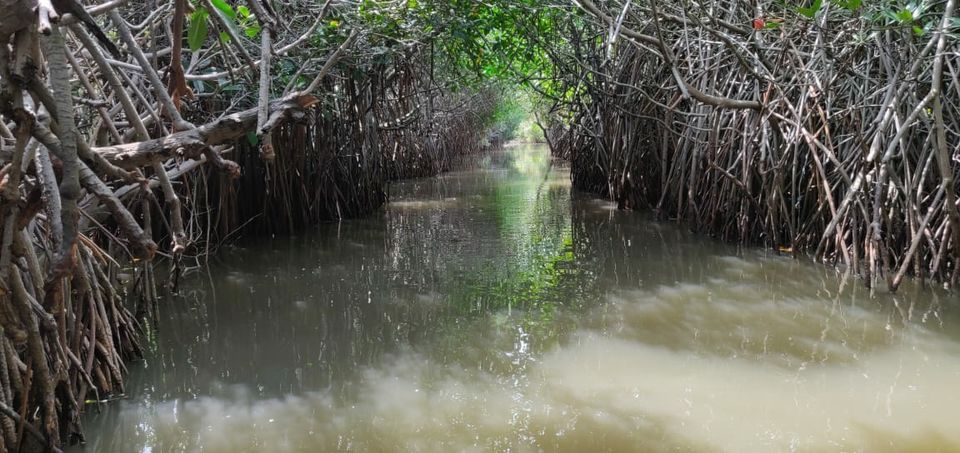 Photo of Pichavaram Mangrove Forest, Pichavaram, Tamil Nadu, India by Sydney Sumanth