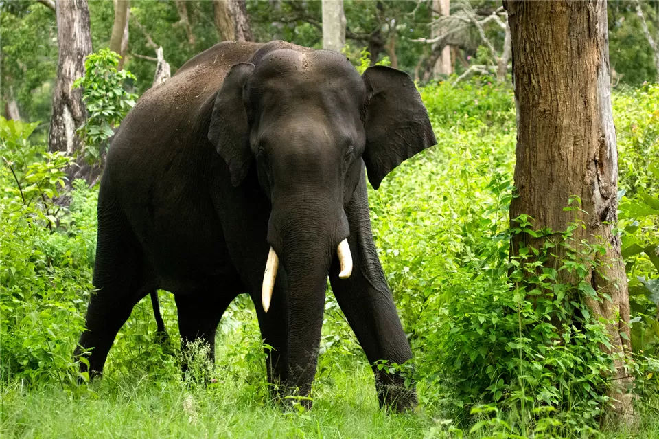 Photo of Bandipur National Park, Mysuru, Karnataka, India by Kuriakose Sebastian