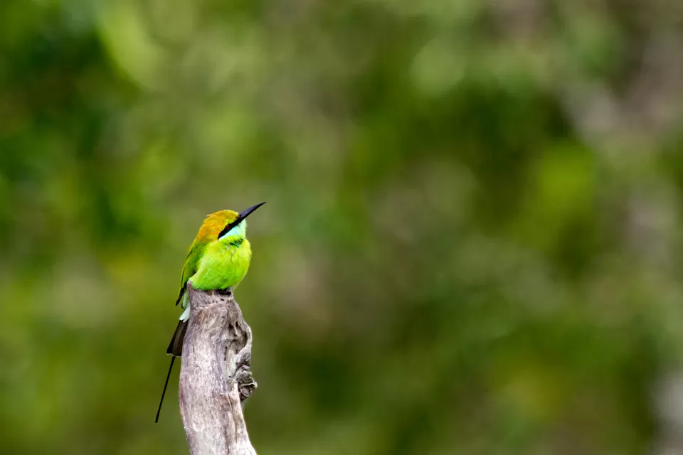 Photo of Bandipur National Park, Mysuru, Karnataka, India by Kuriakose Sebastian