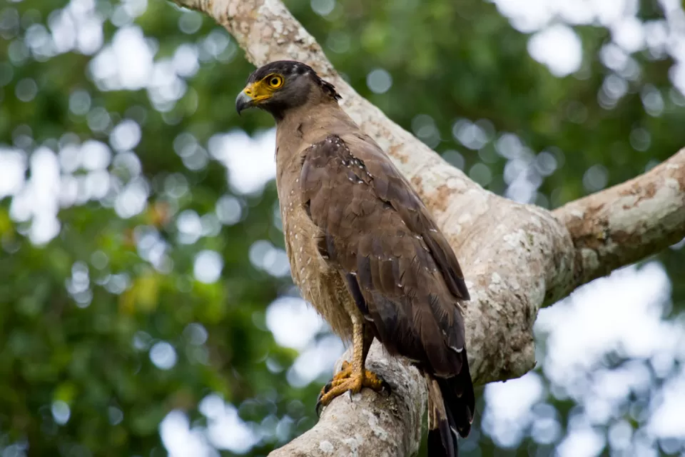 Photo of Bandipur National Park, Mysuru, Karnataka, India by Kuriakose Sebastian