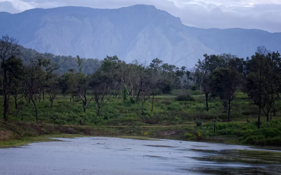 Photo of Bandipur National Park, Mysuru, Karnataka, India by Kuriakose Sebastian