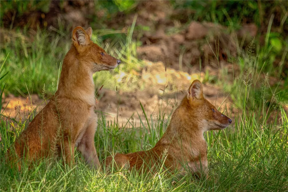 Photo of Bandipur National Park, Mysuru, Karnataka, India by Kuriakose Sebastian
