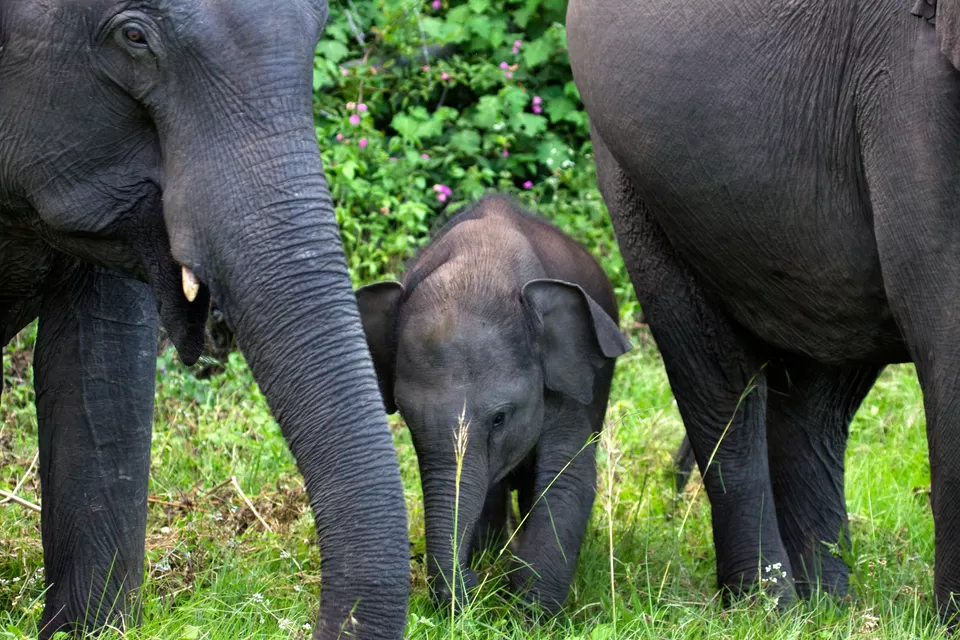 Photo of Bandipur National Park, Mysuru, Karnataka, India by Kuriakose Sebastian