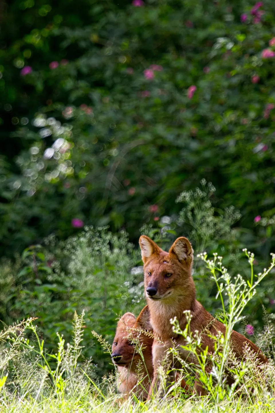 Photo of Bandipur National Park, Mysuru, Karnataka, India by Kuriakose Sebastian