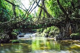 Photo of Mawlynnong - An Epitome of Cleanliness #northeastitinerary by Amritaparna Saha
