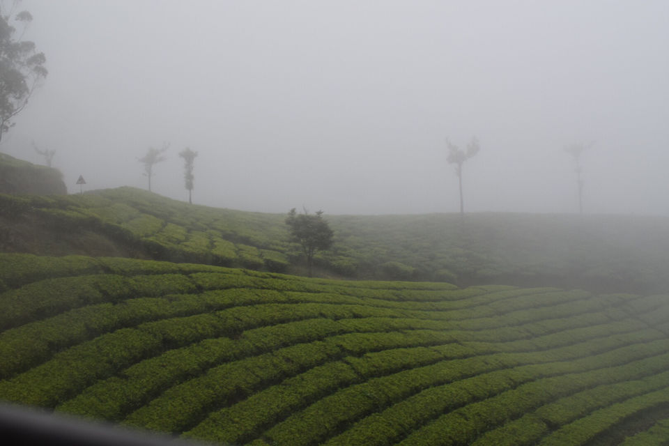 Photo of Munnar, Kerala, India by Mansi