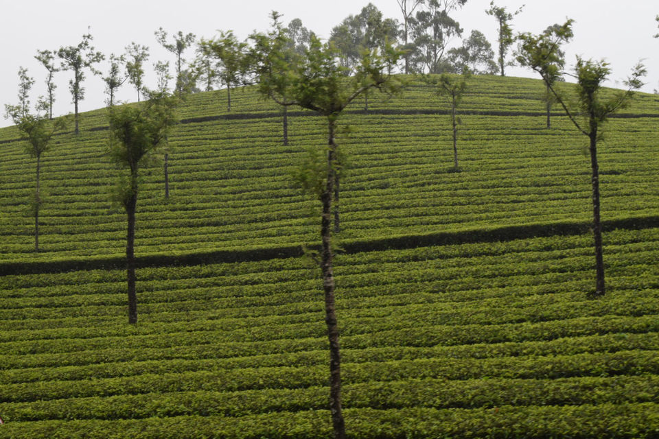 Photo of Thekkady, Kerala, India by Mansi