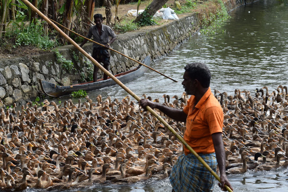 Photo of Alleppey, Kerala, India by Mansi