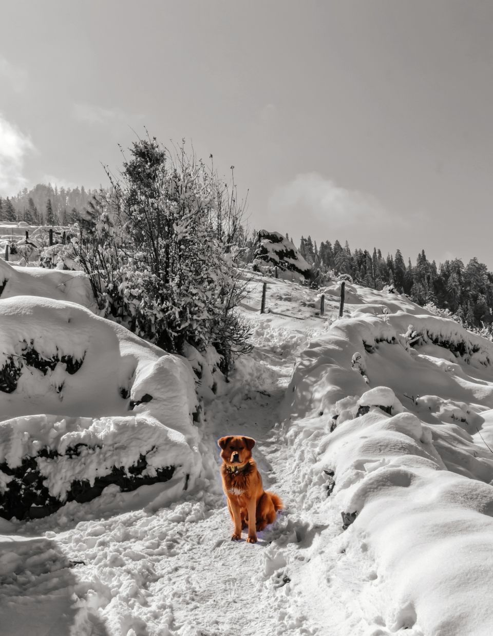Photo of Kedarkantha Trek – My First Snow Trek by Hiren Parekh