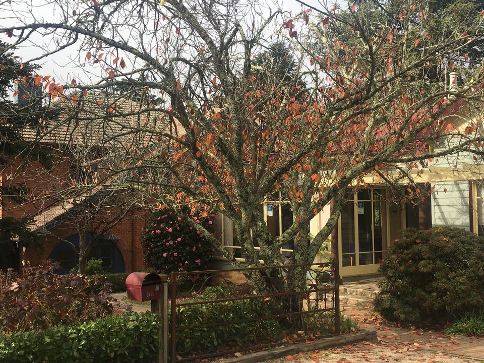 Photo of Leura NSW, Australia by Dhawal Pagay