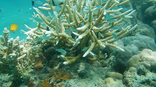 Photo of Elephant Beach, Port Blair, Andaman and Nicobar Islands, India by Shilp S