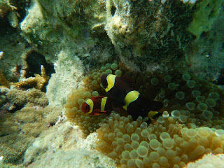 Photo of Elephant Beach, Port Blair, Andaman and Nicobar Islands, India by Shilp S
