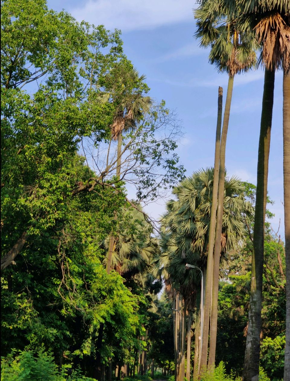 Photo of Botanical Garden Road, Shibpur, Howrah, West Bengal, India by Puja