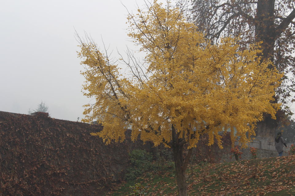 Photo of Srinagar: Heaven on Earth 28/53 by Nikhil Rathi