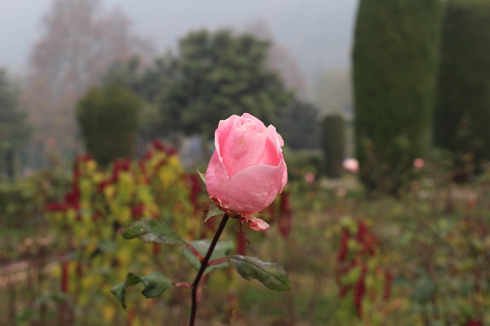 Photo of Srinagar: Heaven on Earth 30/53 by Nikhil Rathi