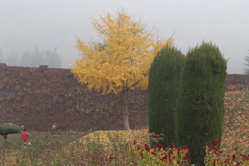 Photo of Srinagar: Heaven on Earth 31/53 by Nikhil Rathi