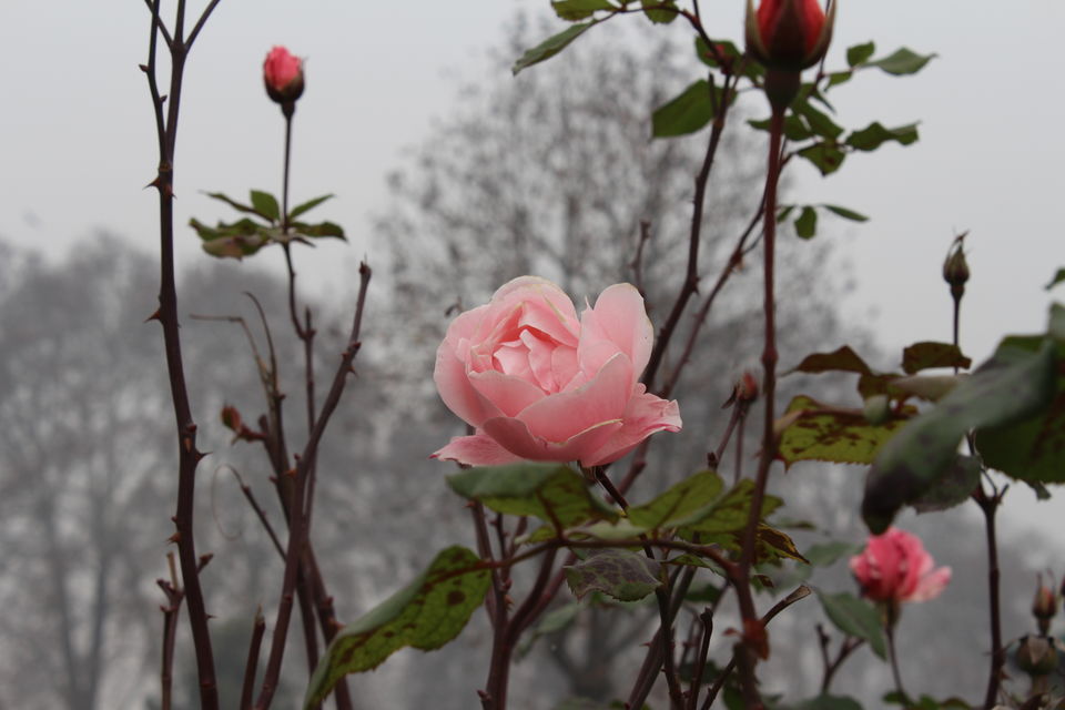 Photo of Srinagar: Heaven on Earth 33/53 by Nikhil Rathi