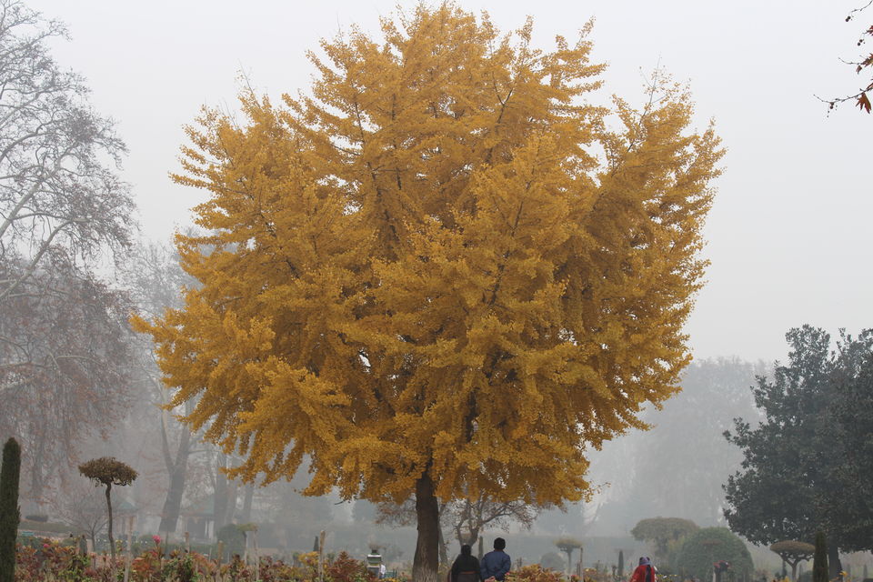 Photo of Srinagar: Heaven on Earth 38/53 by Nikhil Rathi
