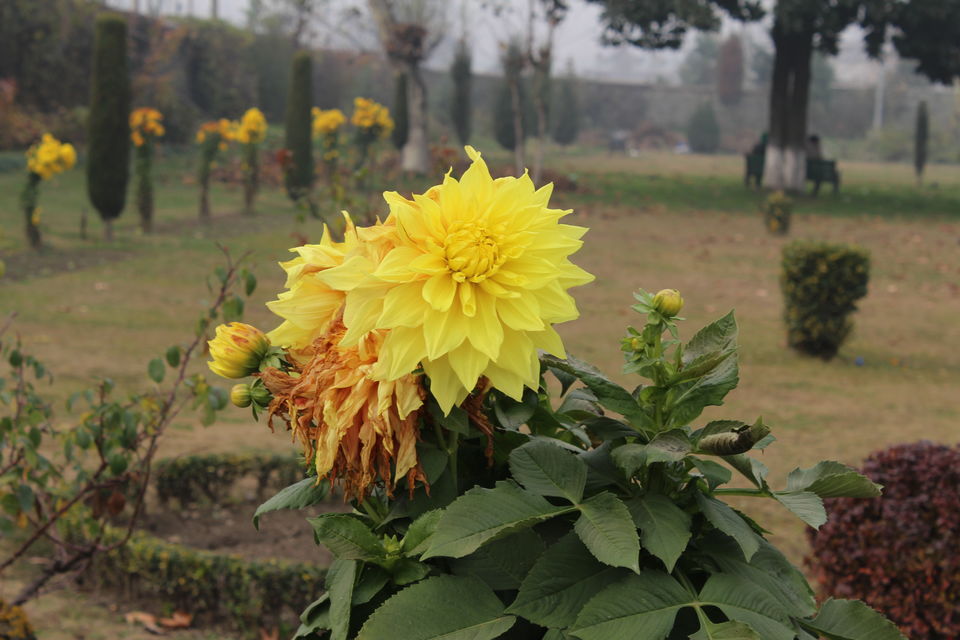 Photo of Srinagar: Heaven on Earth 41/53 by Nikhil Rathi