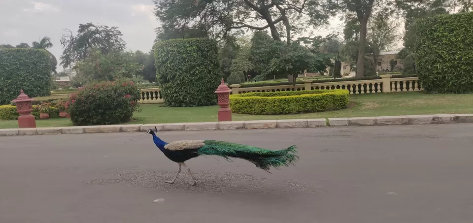 Photo of Jaipur- Much more than just pink! by Shweta Nahar Sehgal