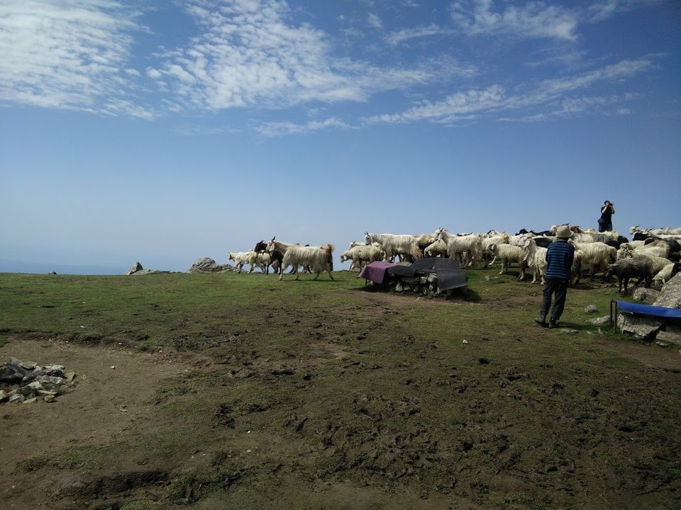 Photo of Tryst with the Dhauladhars: The first glimpse 6/39 by Subi Das