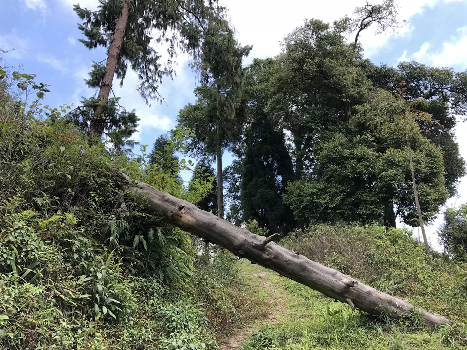 Photo of Tinchuley Lopchu Road, Tukdah Forest, West Bengal, India by Kabir Basak
