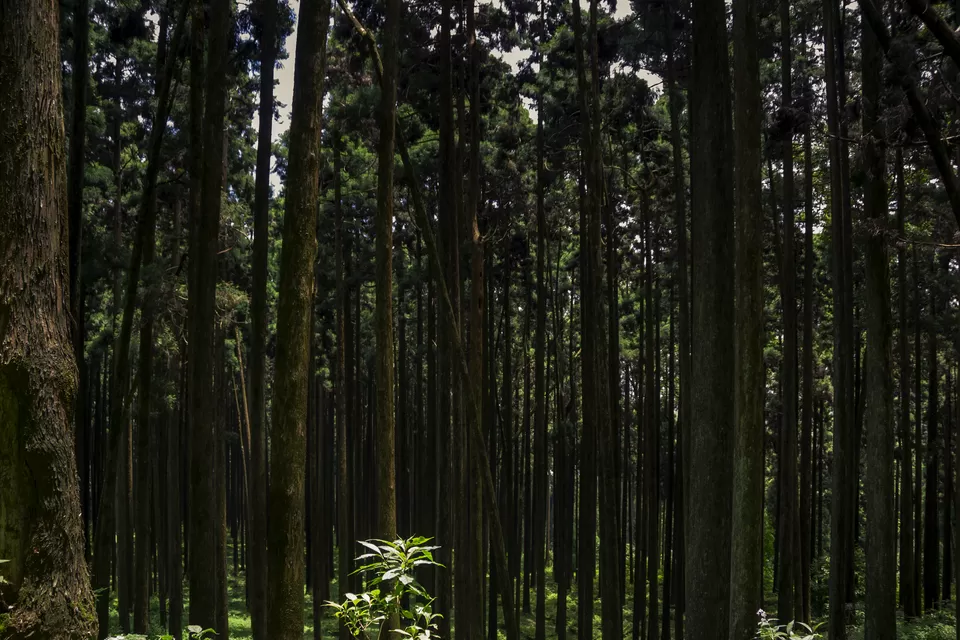 Photo of Tinchuley Lopchu Road, Tukdah Forest, West Bengal, India by Kabir Basak