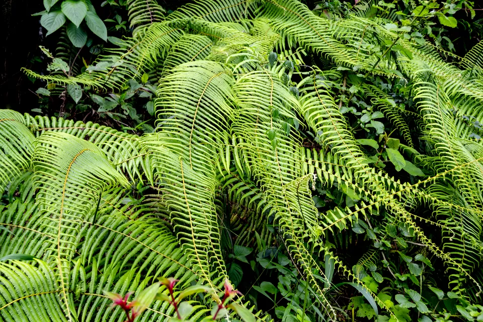 Photo of Tinchuley Lopchu Road, Tukdah Forest, West Bengal, India by Kabir Basak