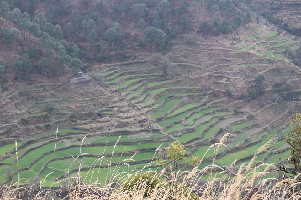 Photo of Pantwari, Uttarakhand, India by Priyankit Bharadwaj