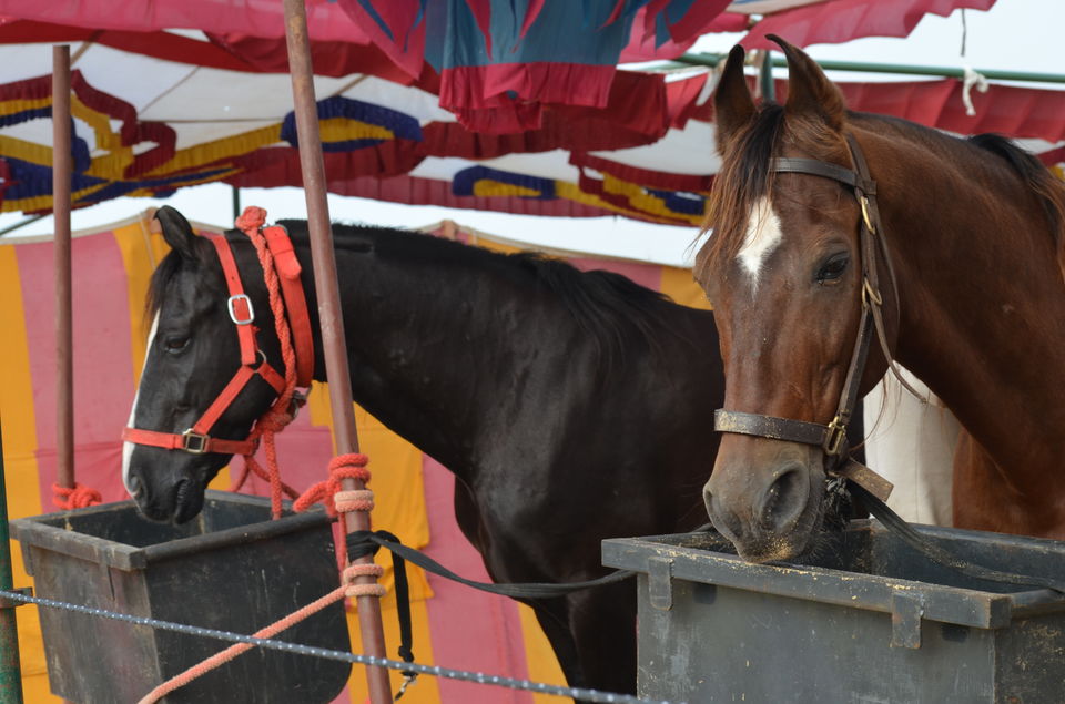 Photo of Weekend trip to Pushkar & Ajmer by Priyankit Bharadwaj
