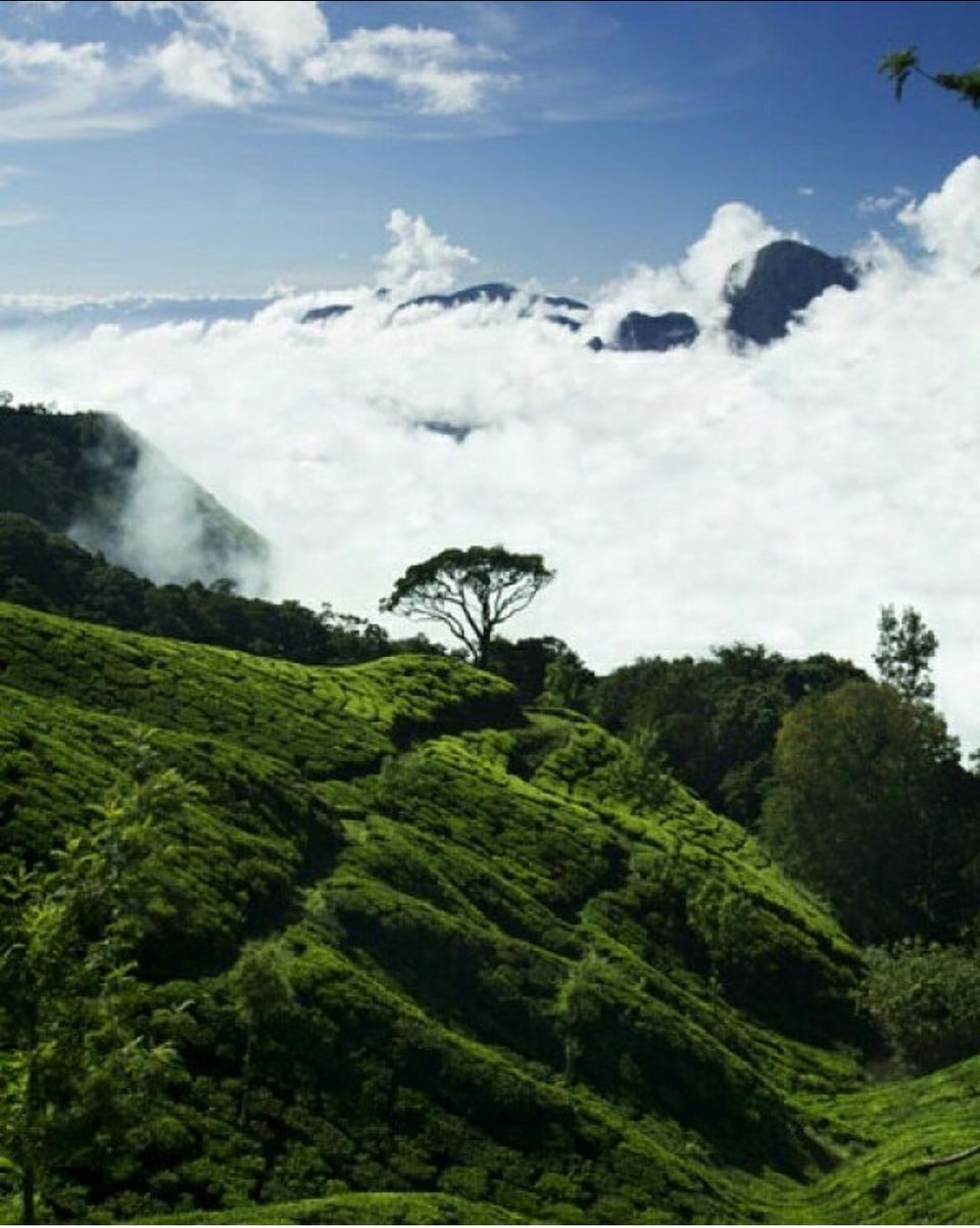 Photo of दार्जीलिंग : चाय का स्वर्ग by Shareef