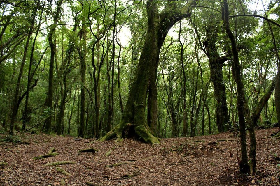 Photo of Mawphlang Sacred Grove, Nongrum, Meghalaya, India by Pratyusha Sen