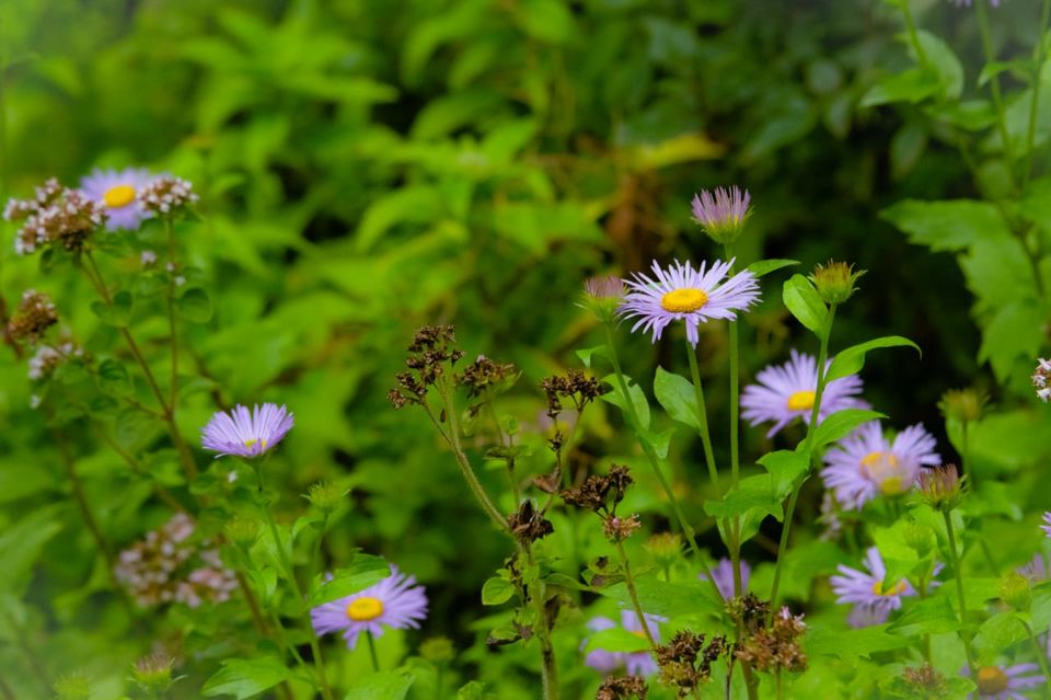 Photo of Valley of Flowers 2/7 by Akriti Gupta