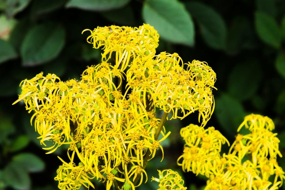 Photo of Valley of Flowers 1/7 by Akriti Gupta
