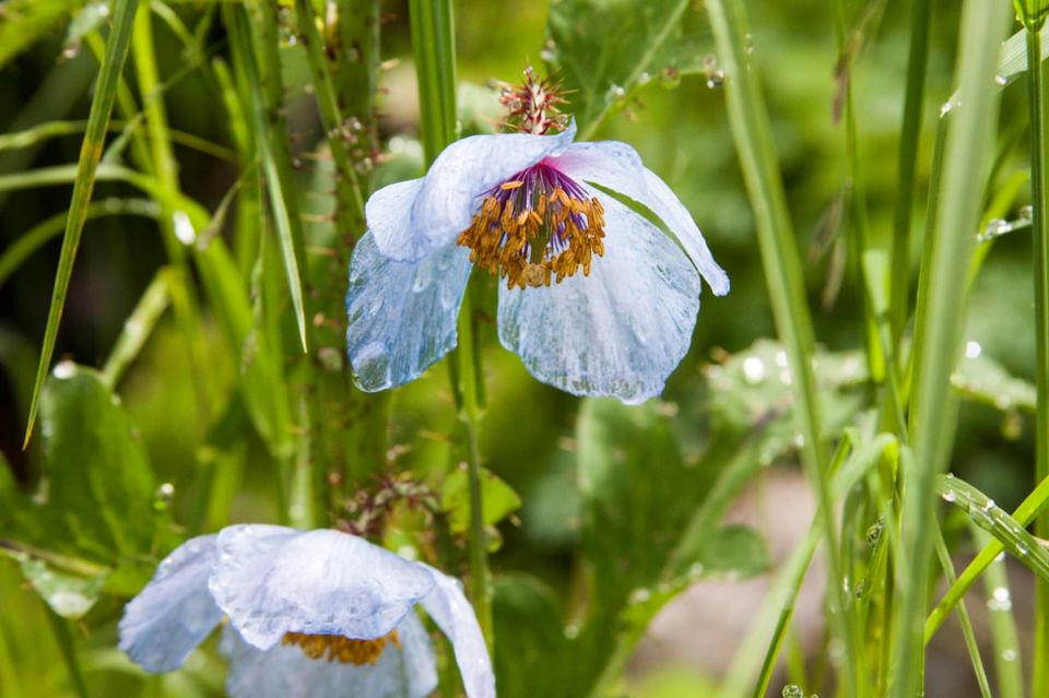Photo of Valley of Flowers 3/7 by Akriti Gupta