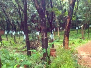 Photo of Wayanad 3/12 by Akriti Gupta