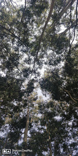 Photo of Munnar 12/13 by Akriti Gupta