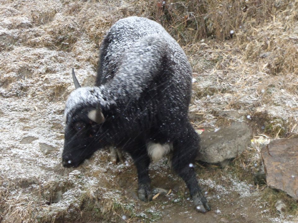 Photo of A Trip to Sikkim: Losing your soul to the mountains. by Trisha Halder